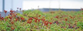 Motiv-Bilder